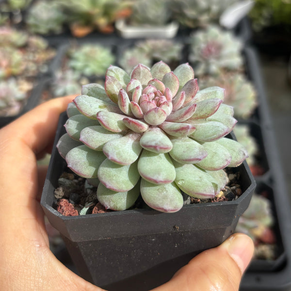 Echeveria Red Snow 红雪 糖心多肉 Succulent Delight new hybrid