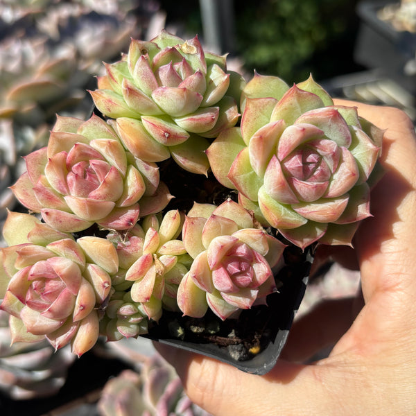 Echeveria Silhouette 糖心剪影 Succulent Delight 2026 new hybrid