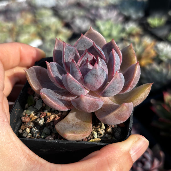 Echeveria Purple Dream 紫梦 Succulent Delight new hybrid