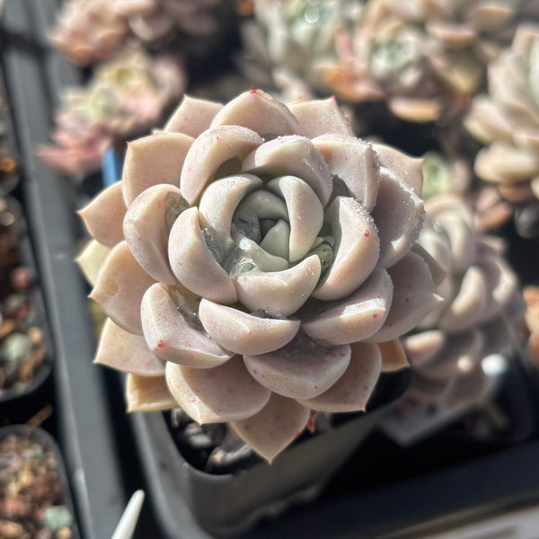 Pachyveria Ocean Beauty 海美人 Succulents Delight New Hybrid
