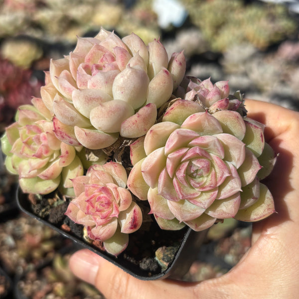 Echeveria Snow White 白雪公主 Succulents Delight New Hybrid