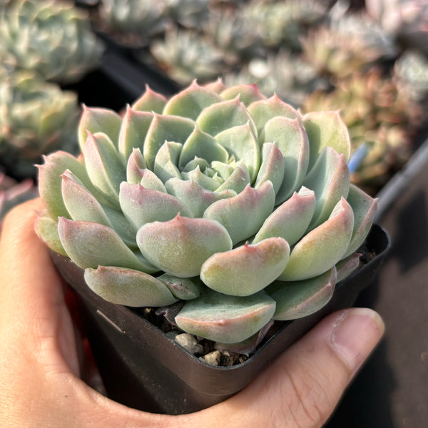 Echeveria Moonscars 月痕 Succulents Delight New Hybrid