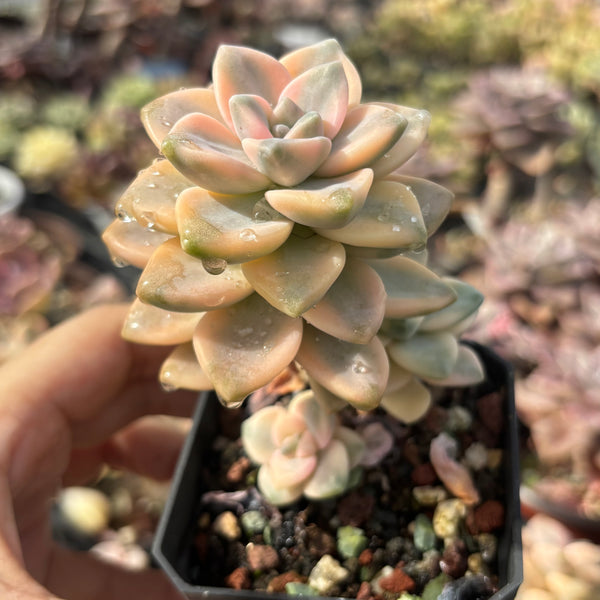 Graptoveria paraguayense bernalense variegata 美杏锦