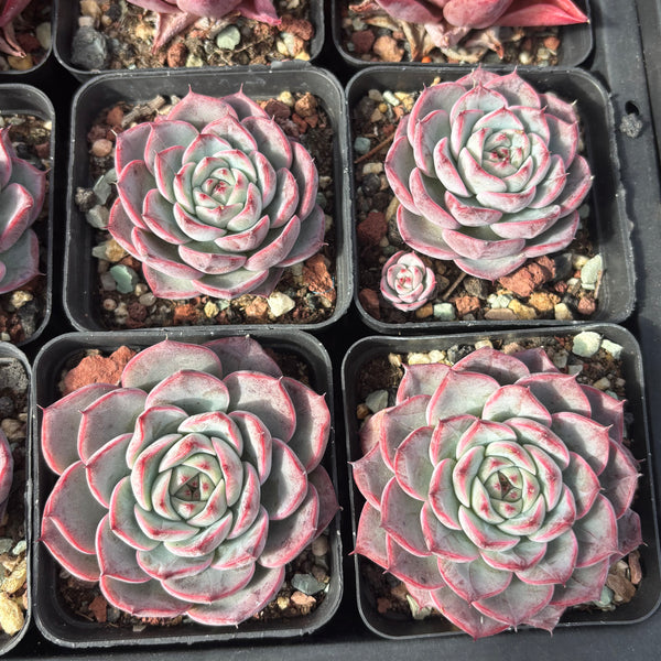 Echeveria Roulette 轮盘 Succulent Delight 2026 new hybrid