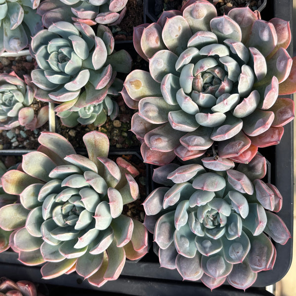 Echeveria Tears of Luna with bumps 月之泪 （带瘤子）Succulent Delight new hybrid