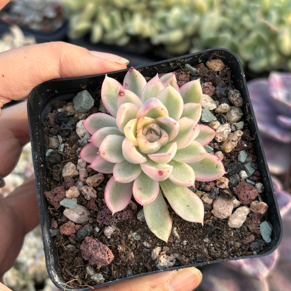 Echeveria Mebina variegated 女雏锦