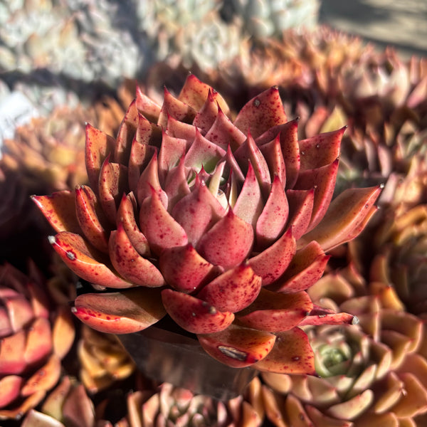 Echeveria Feet of Flames 火焰之舞