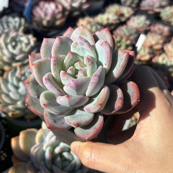 Echeveria Monica 梦卡 Succulent Delight 2026 new hybrid