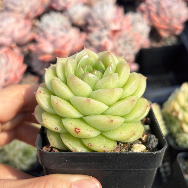 Echeveria Crystal Malgan 水晶麦秆 Succulent Delight new hybrid