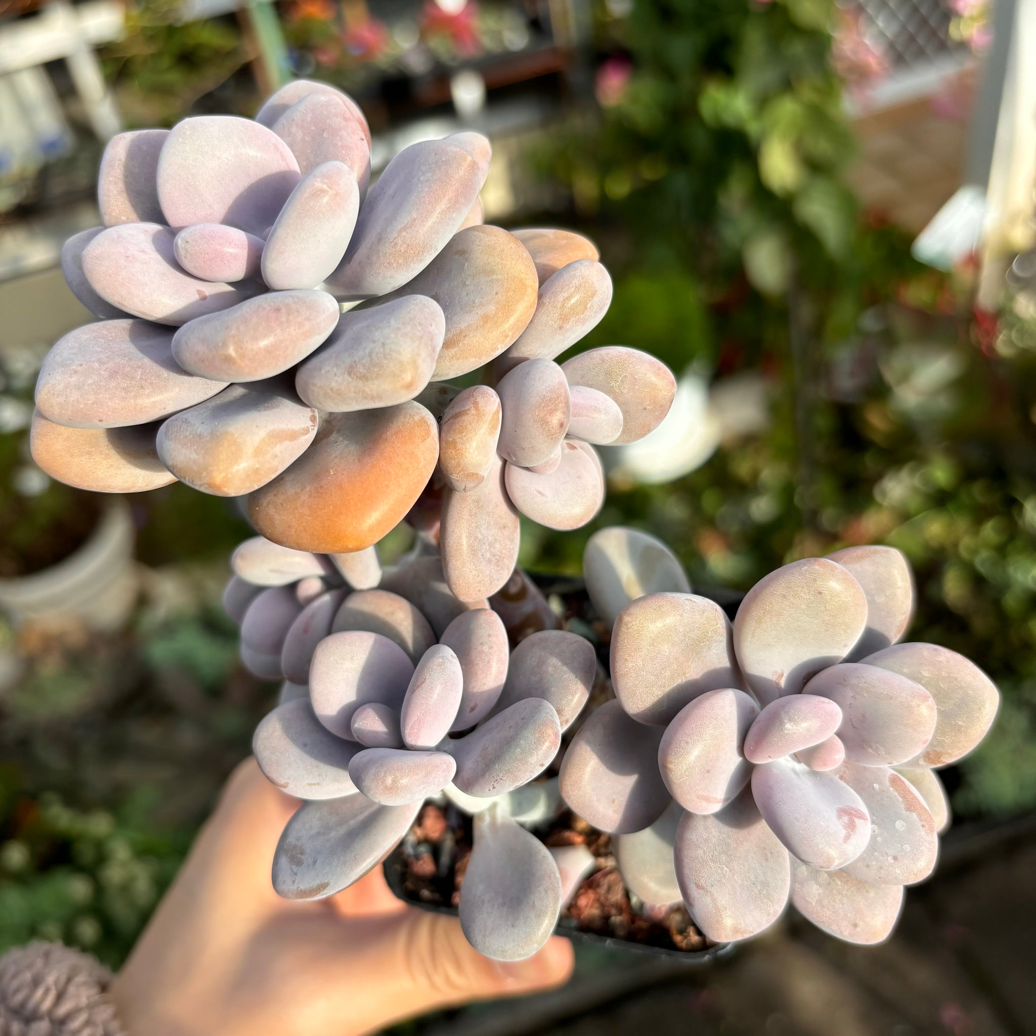 Graptopetalum Amethystinum Lavender Pebbles cluster 桃蛋群