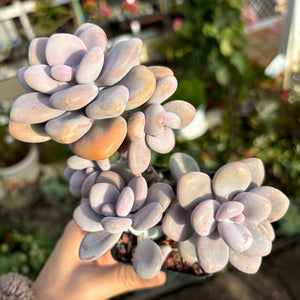 Graptopetalum Amethystinum Lavender Pebbles cluster 桃蛋群
