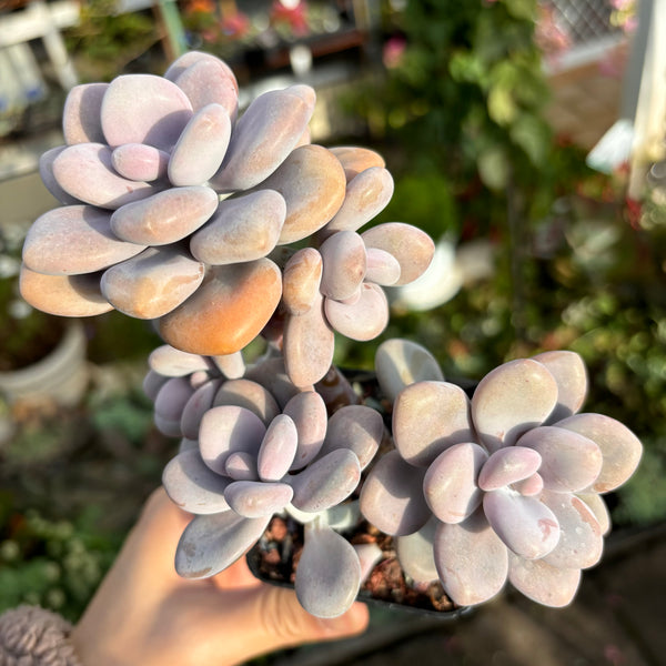 Graptopetalum Amethystinum Lavender Pebbles cluster 桃蛋群