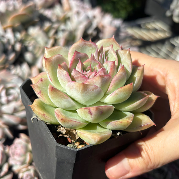 Echeveria Silhouette 糖心剪影 Succulent Delight 2026 new hybrid