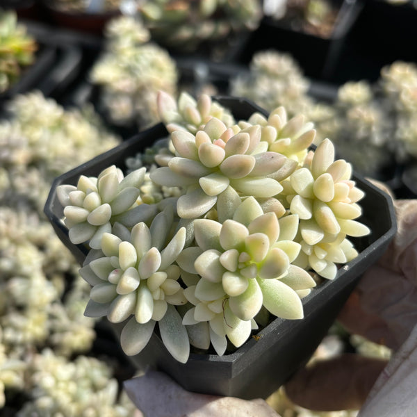 Graptopetalum mirinae variegata 姬秋丽锦