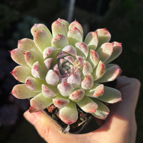Echeveria Dreamy 迷梦 Succulent Delight new hybrid