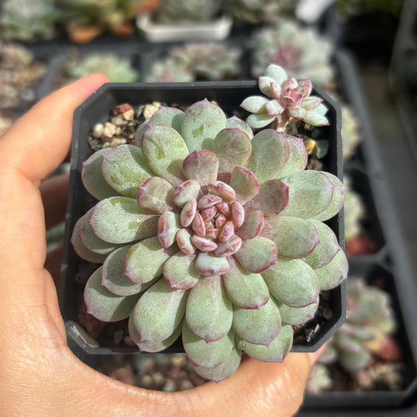 Echeveria Red Snow 红雪 糖心多肉 Succulent Delight new hybrid