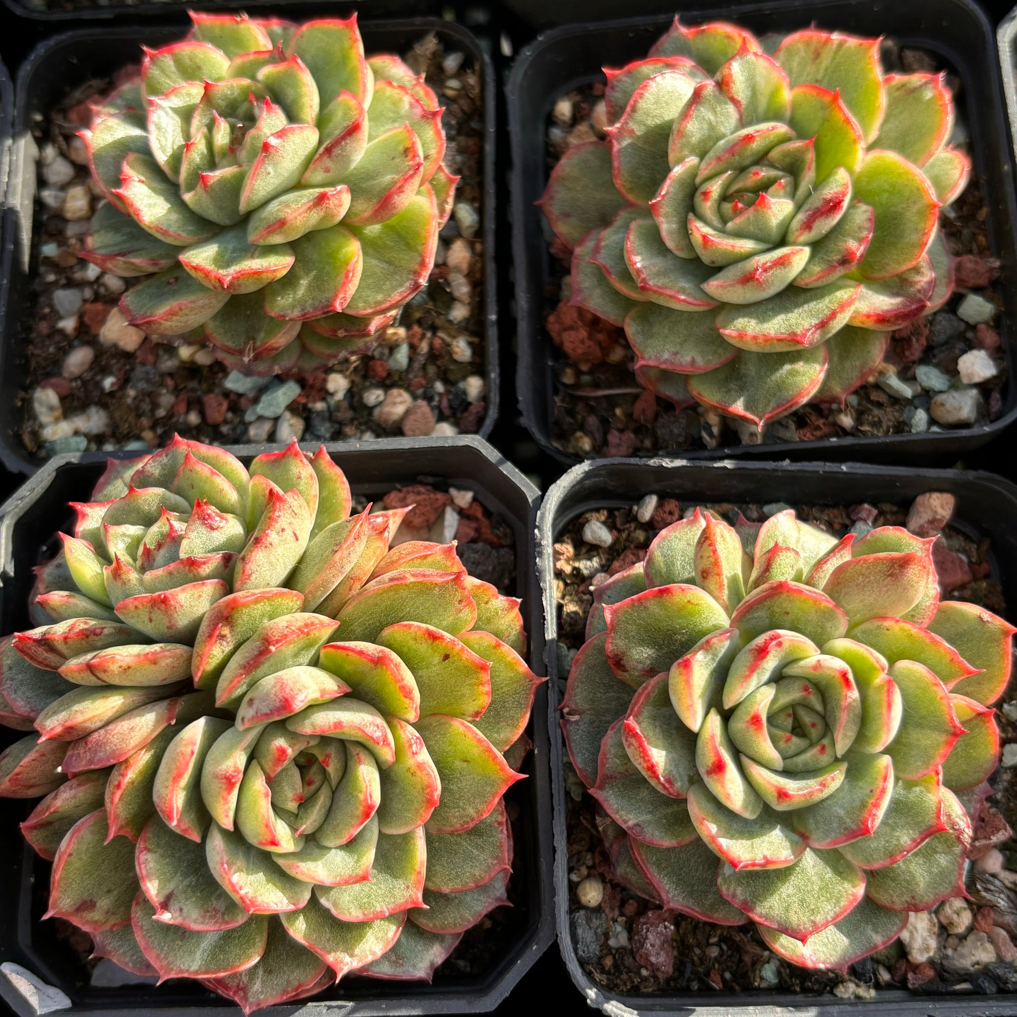 Echeveria Ice Age monst form 冰河世纪石化锦