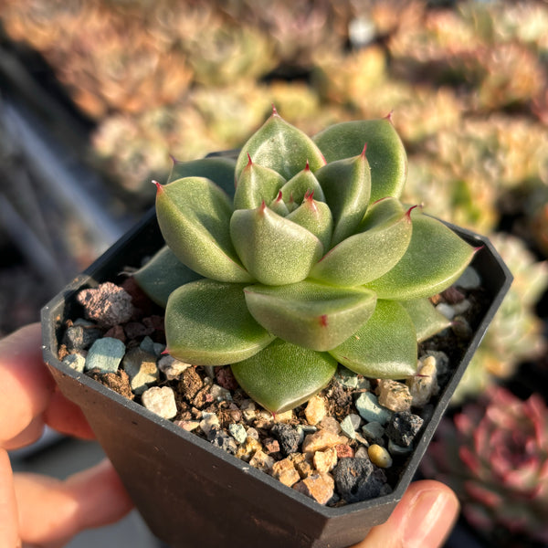 Echeveria Agavoides Holly 冬青东云 Succulent Delight new hybrid