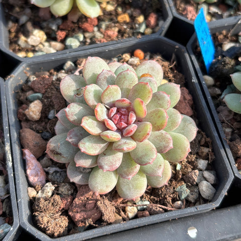 Echeveria Red Snow 红雪 糖心多肉 Succulent Delight new hybrid