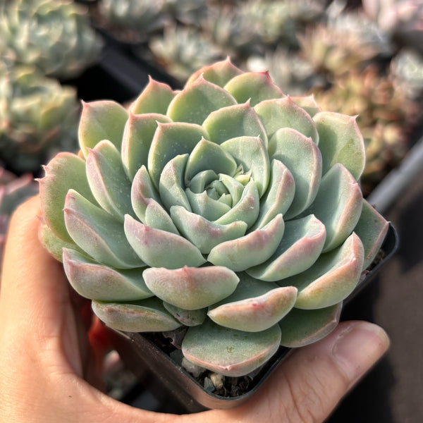 Echeveria Moonscars 月痕 Succulents Delight New Hybrid