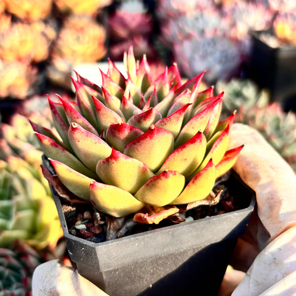 Echeveria Enchantress 红颜 Succulents Delight New Hybrid