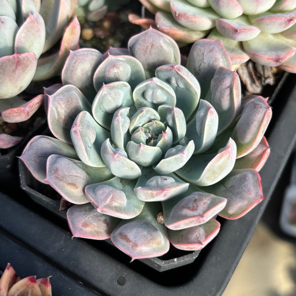 Echeveria Tears of Luna with bumps 月之泪 （带瘤子）Succulent Delight new hybrid