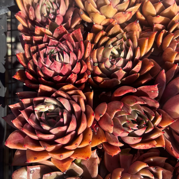 Echeveria Feet of Flames 火焰之舞