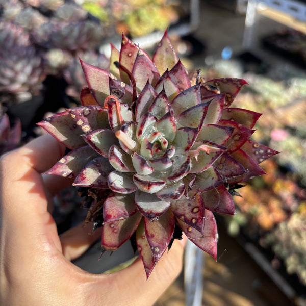 Echeveria Puebla 普埃布拉