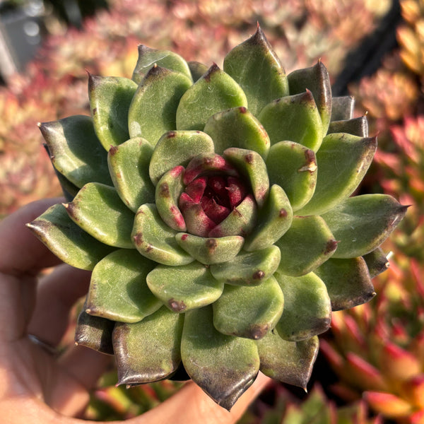 Echeveria Jade Rose 翡翠玫瑰 Succulent Delight new hybrid