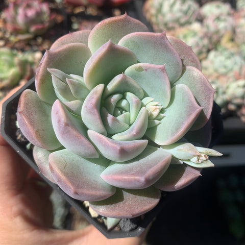 Echeveria Daydream 白日梦 Succulents Delight 2023 New Hybrid