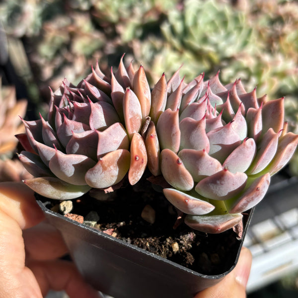 Echeveria Cold Fire 冷焰