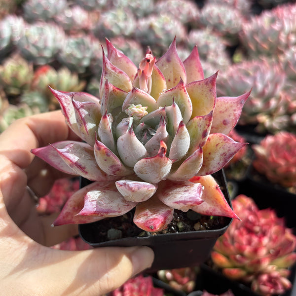 Echeveria Katarina 卡特琳娜  - Succulents Delight New Hybrid