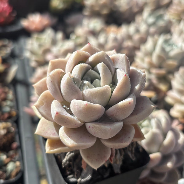 Pachyveria Ocean Beauty 海美人 Succulents Delight New Hybrid