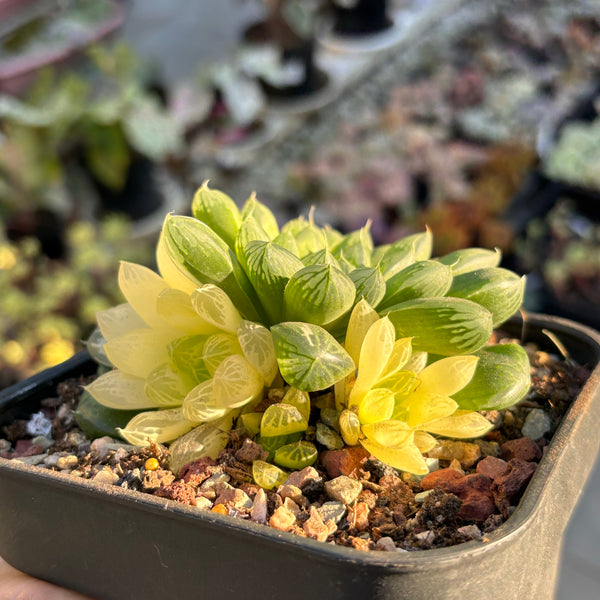 Haworthia Cooperi sp Suzhou variegated 苏州玉露锦