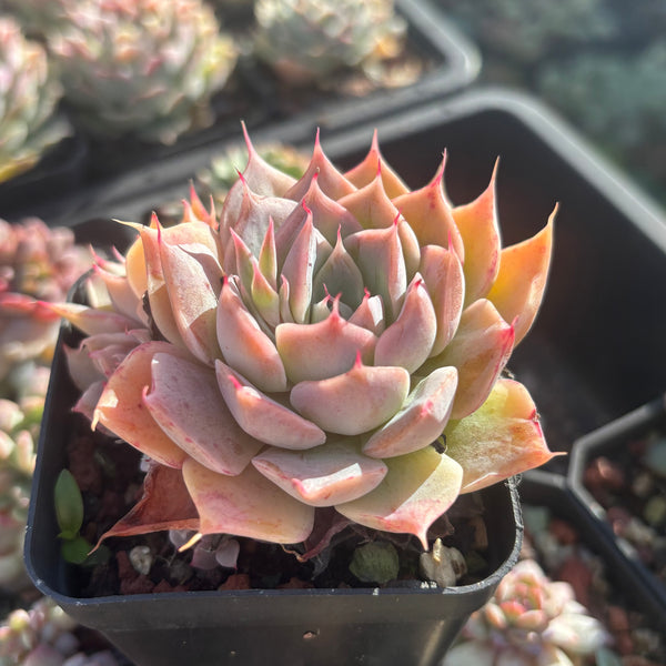 Echeveria Cold Fire 冷焰
