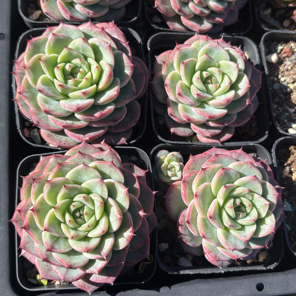 Echeveria Roulette 轮盘 Succulent Delight 2026 new hybrid