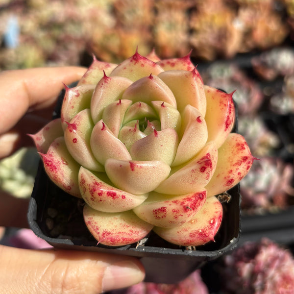 Echeveria Pink Tips Malgan 粉尖麦秆 Succulent Delight new hybrid