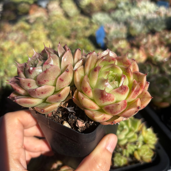 Get the same Echeveria Mulgan sp cluster No. 1