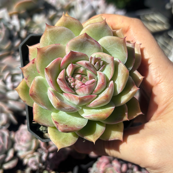 Echeveria Silhouette 糖心剪影 Succulent Delight 2026 new hybrid