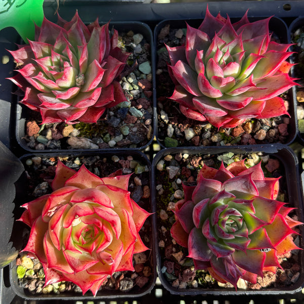 Echeveria Wizard of Oz 绿野仙踪 Succulent Delight new hybrid