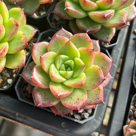 Echeveria Picasso Malgan with lines 毕加索麦秆 Succulent Delight new hybrid