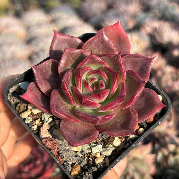 Echeveria Red Maple 红叶 Succulent Delight new hybrid