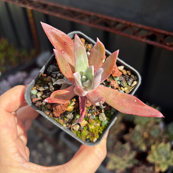 Dudleya farinosa 仙女杯御剑