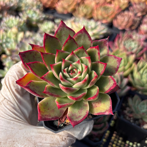 Echeveria Enchantress 红颜 Succulents Delight New Hybrid