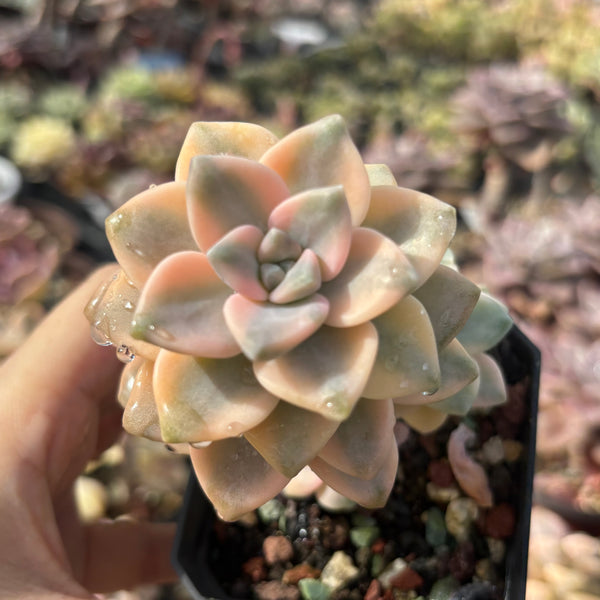 Graptoveria paraguayense bernalense variegata 美杏锦
