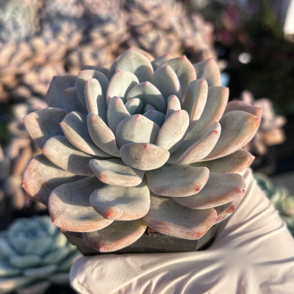 Echeveria Laulindsa 芙蓉雪莲 Succulent Delight new hybrid