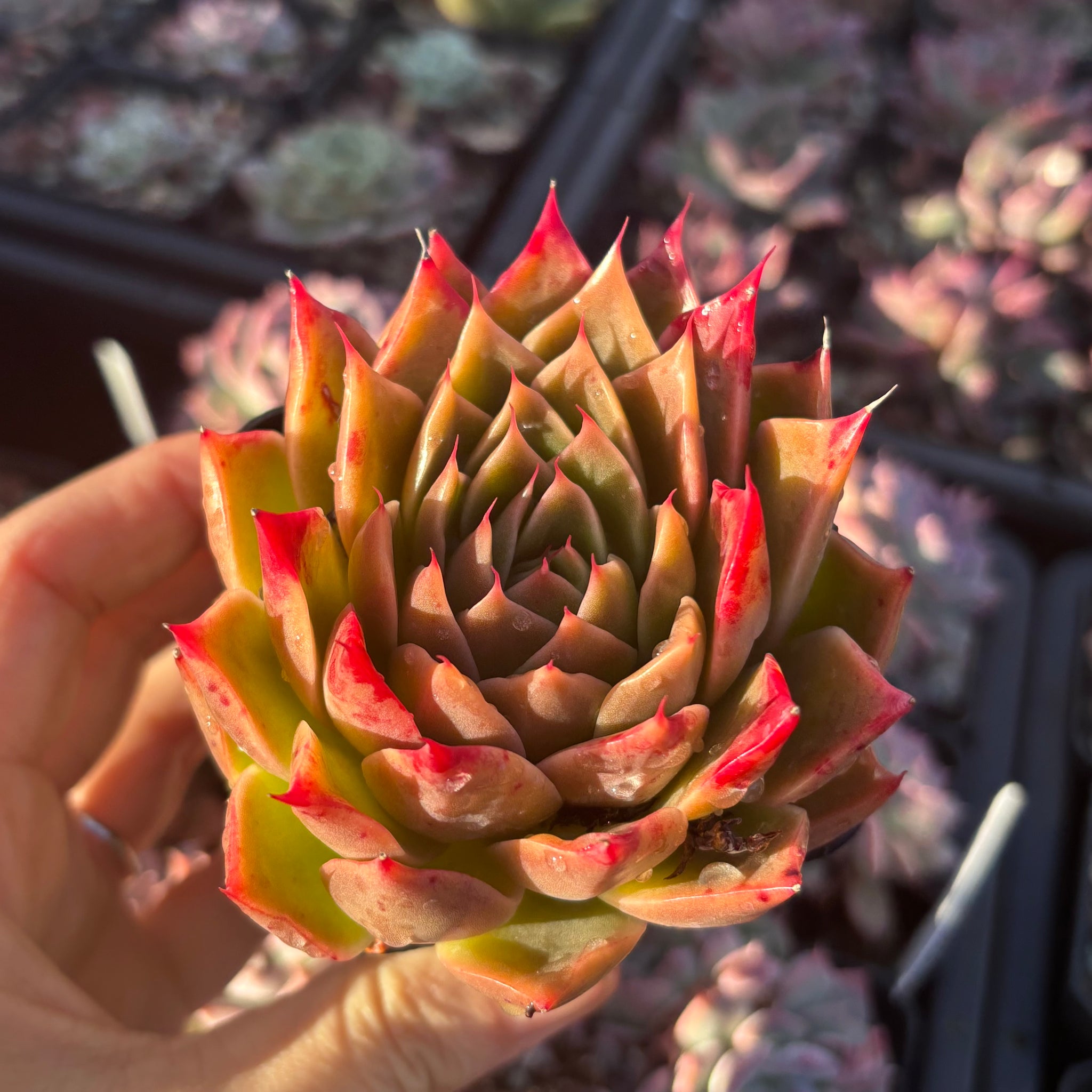 M✧succulent ·͜· ︎︎ᕷ Echeveria Wizard of Oz 绿野仙踪Succulent Delight new hybrid