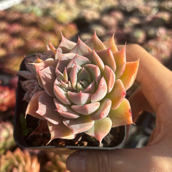 Echeveria Cold Fire 冷焰