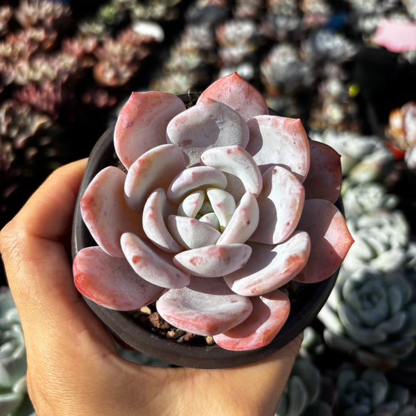 Echeveria Snow Angel 雪天使