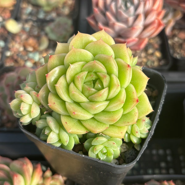 Echeveria Crystal Malgan 水晶麦秆 Succulent Delight new hybrid